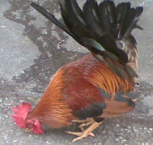 rooster3