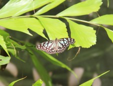 butterfly 2