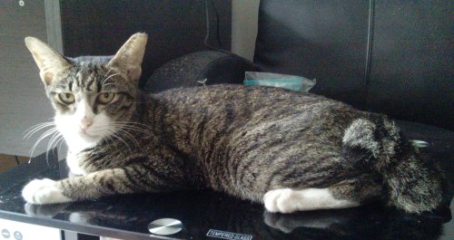 IMG_20141113_154531.JPG image