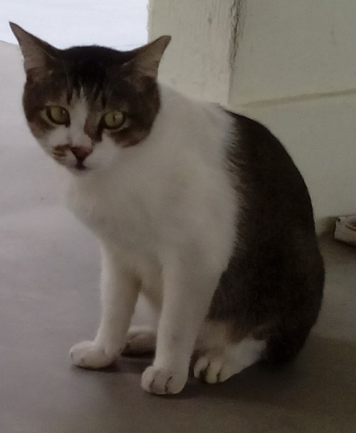 IMG_20150309_000815.JPG image