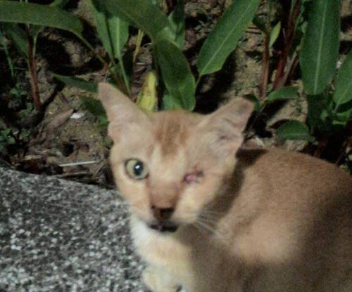 received_10204452367043868.jpeg image