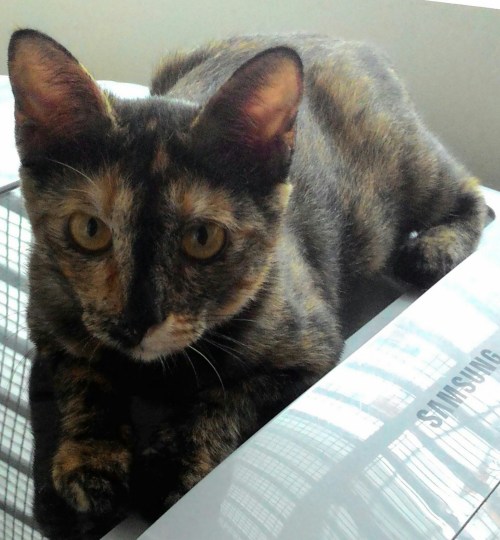 P_20150525_110359_1_1.jpg image