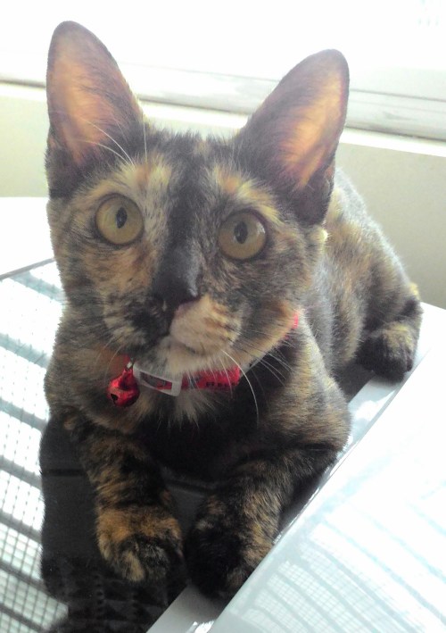 P_20150525_110406_1.jpg image