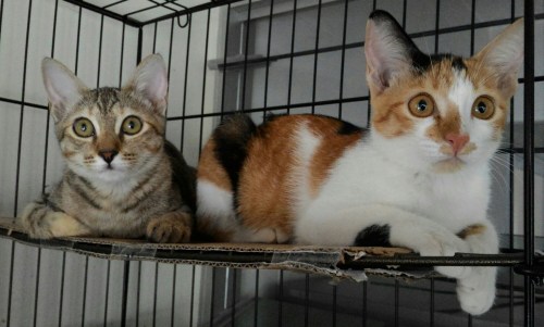 P_20150627_132321_1.jpg image