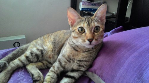 P_20150730_105442.jpg image