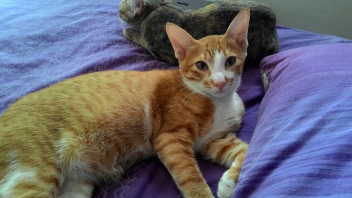 P_20150730_105524.jpg image