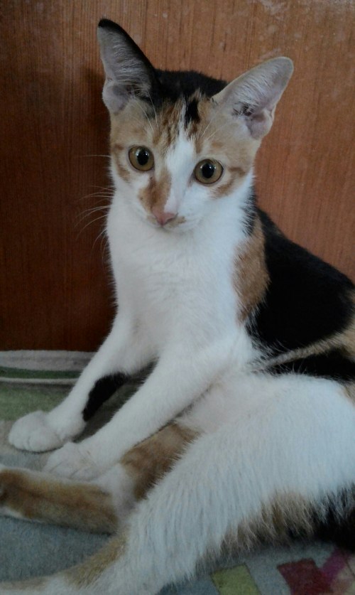 P_20150730_110223_1.jpg image