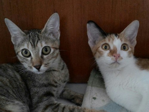 IMG_20151005_114028.jpg image