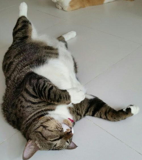 IMG_20151204_110821.jpg image