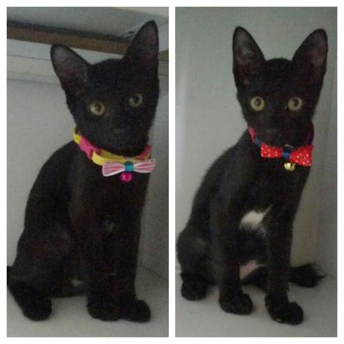 2016-05-15_12.03.04.jpg image