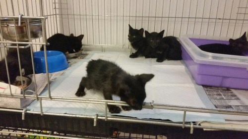 20160317_165326.jpg image